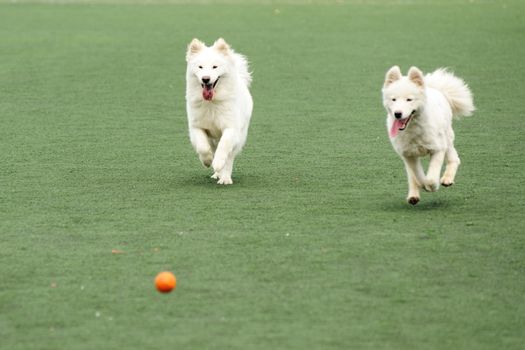 Two dogs running and chasing a ball on the playground