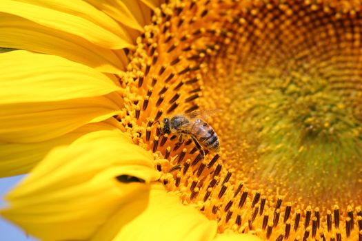 bee on sunflower summer nature scene