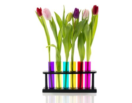 tulips in red yellow blue pink and red tubes