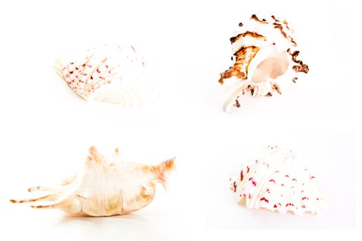 Shell from red sea on white background 