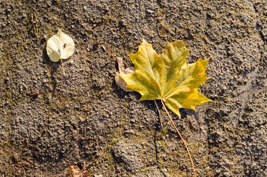 colorful autumn maple and linden tree leaves lie on old grunge asphalt road.