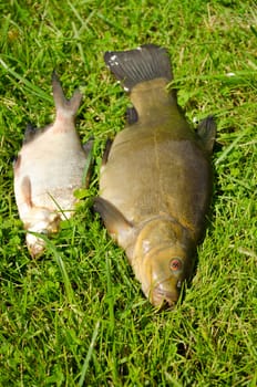 lake fishes tench with orange eye and bream on green grass.