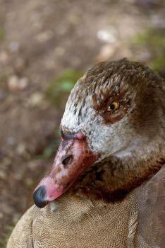 Brown duck looking into the camera, drawing effect