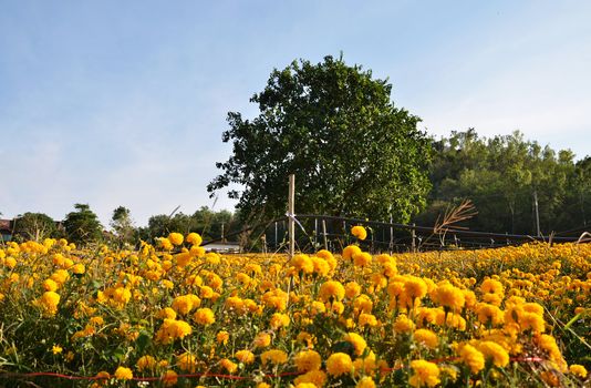 Big Tree againts Marigold farming in Thailand