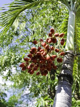 Ripe Betel Nut or Areca Nut Palm on Tree 