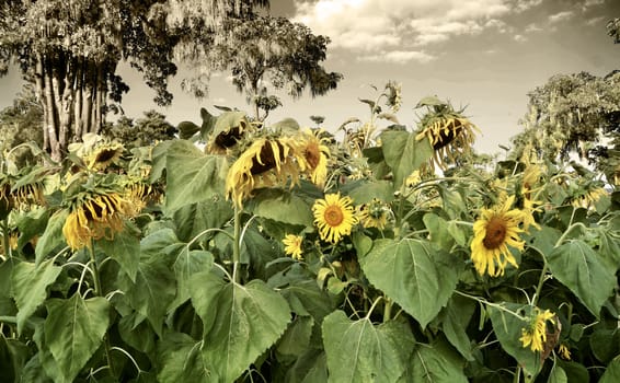 Withering sunflowers in field, a desperate concept