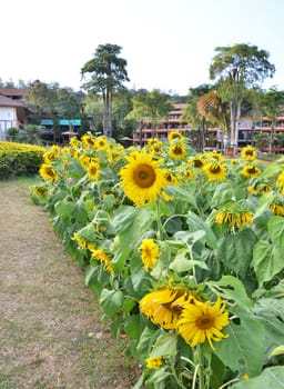 Field of beautiful sunflowers. Composition of nature.