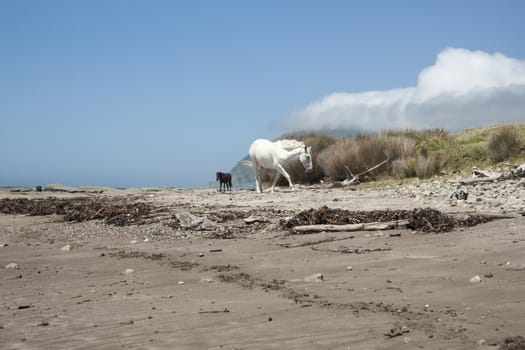 Horses on beach with cumulonimbus clouds over distant hills and stream of stratus cloud.