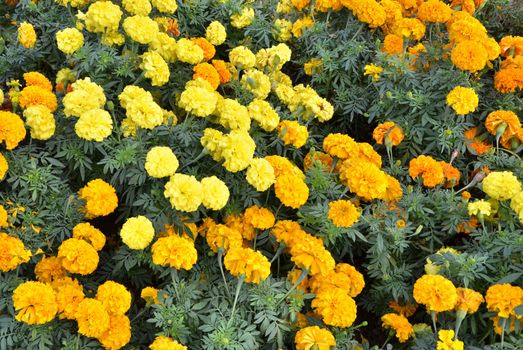 Yellow Flower in garden, Marigold 
