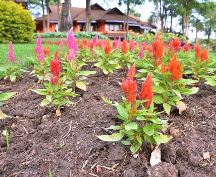 Red Cockscomb flower(Celosia argentea L. var. cristata (L.) Kuntze)