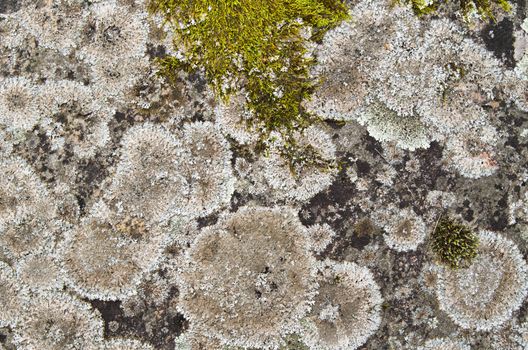 Lichen, moss texture closeup background pattern on rock surface
