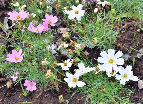 White adc pink cosmos flower in the garden 