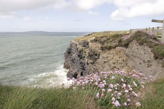 pink irish wildflowers on the cliffs edge in county Kerry Ireland
