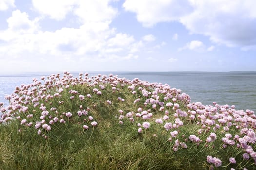irish wildflowers on the cliffs edge in county Kerry Ireland