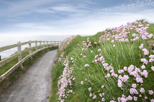 wild flowers along a cliff walk path in county Kerry Ireland