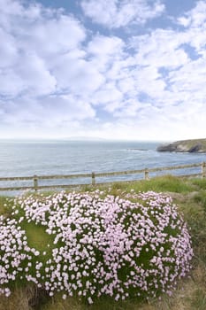 wild flowers along a cliff walk path in county Kerry Ireland