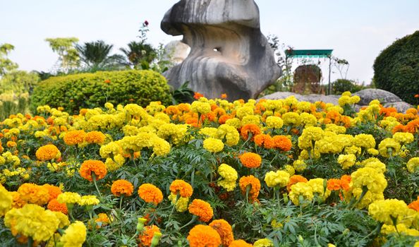 Marigold flower garden, KaoYai, Thailand