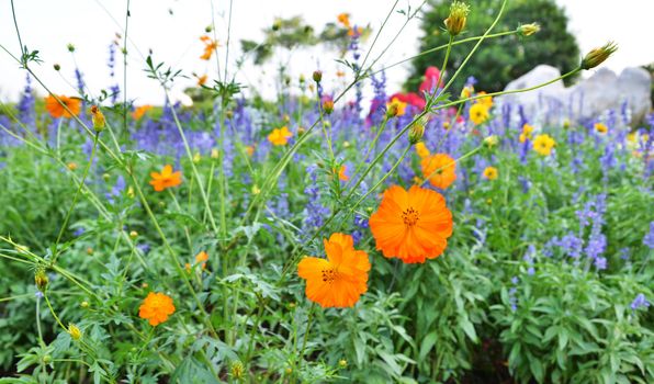 Orange Cosmos flowers in garden