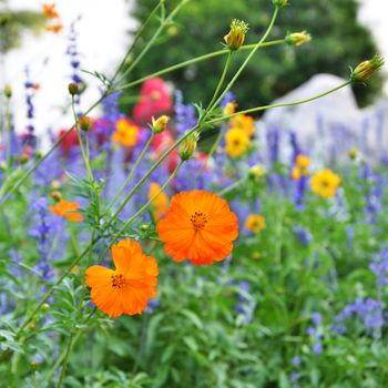 Orange cosmos flower in the garden 