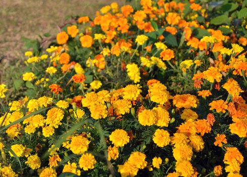 Beautiful marigold flower garden. 