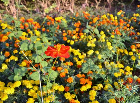 Red Cosmos flowers against Marigold flower garden