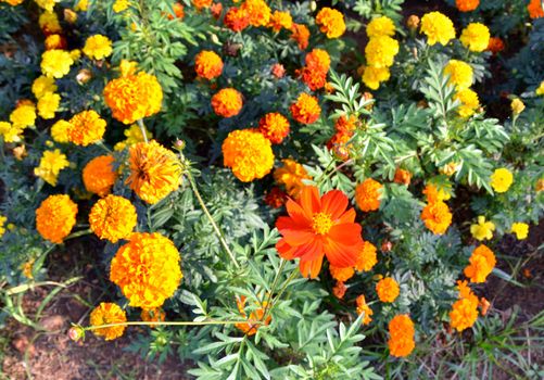 Red Cosmos flowers against Marigold flower garden