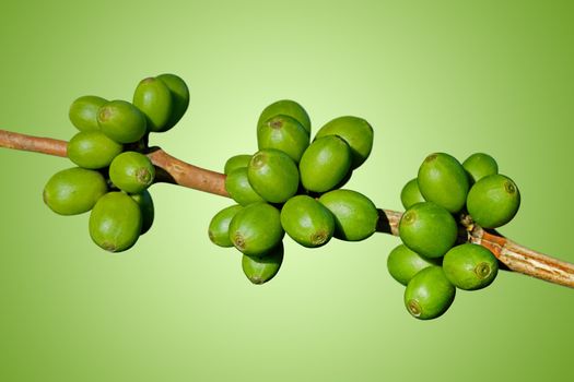 Green coffee beans