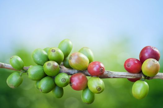 Coffee tree with ripe berries on farm