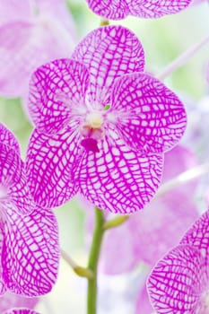 Closeup of Purple orchids