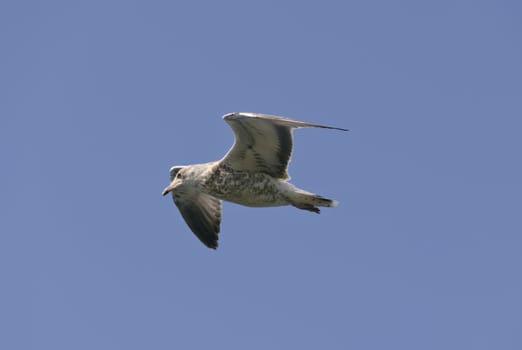 Gull in flight on blue sky background