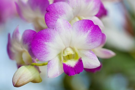 Closeup of Purple orchids