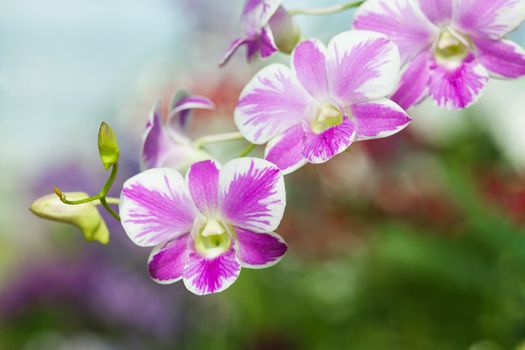 Purple orchids