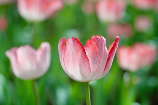 Close up of tulips