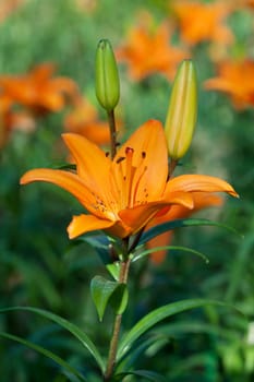 Orange lily in the garden