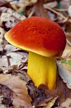 Colorful yellow mushroom with bright red cap