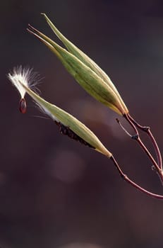 Milkweed seed pod with a single seed emitting