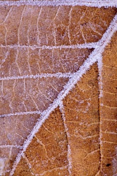 fallen leaf with frost outlining veins