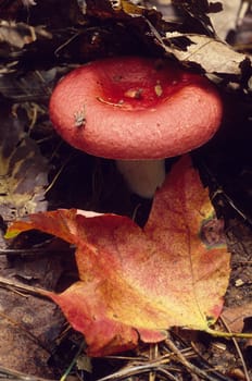 A red capped mushroom and a red autumn leaf