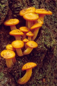 Group of Jack-O-Lanturn mushrooms growing from a tree stump