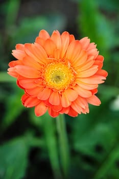 Closeup of gerber flower