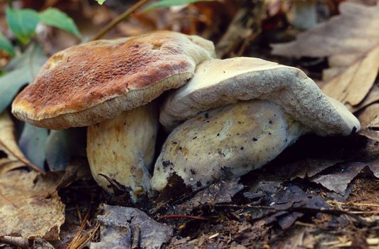 Pair of King Bolete (Boletus edulis) Mushrooms