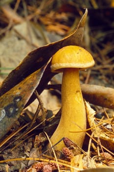 A small yellow mushroom pushing up a dead leaf as it grows