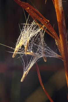 Seeds covered with dew emitting from a grass stalk