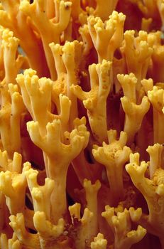 Group of Yellow Coral Fungus