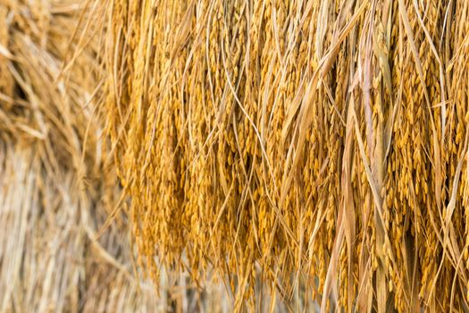 Dry paddy rice seeds mass product from Thailand