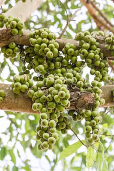 Green Fig fruit on  tree  in Thailand