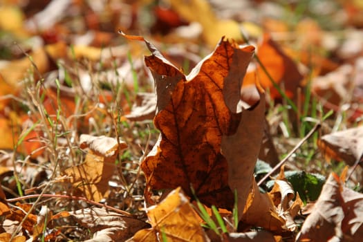 A closeup of a crumbled red maple leaf sitting on the ground.
