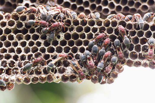 Nest of Hornet. Larvae and adults in the nest axis on tree.