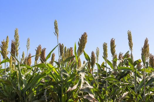 Millet or Sorghum field  with blue sky background