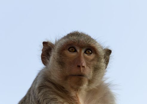 Close up portrait of a monkey at Lopburi ,Thailand